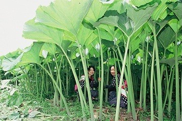 心に残る一冊 その147 やぶからし その四 蕗問答 綜合的な教育支援のひろば