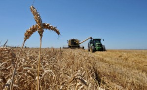 Farmers harvest a corn field on July 23,