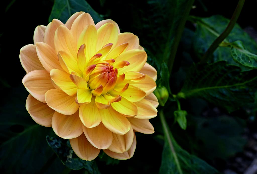 A yellow flower against a dark background.